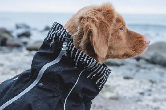 Фото «Подчеркнуть усатость морды»: зачем собакам и кошкам шьют смокинги и во сколько обходится гардероб для питомцев 11